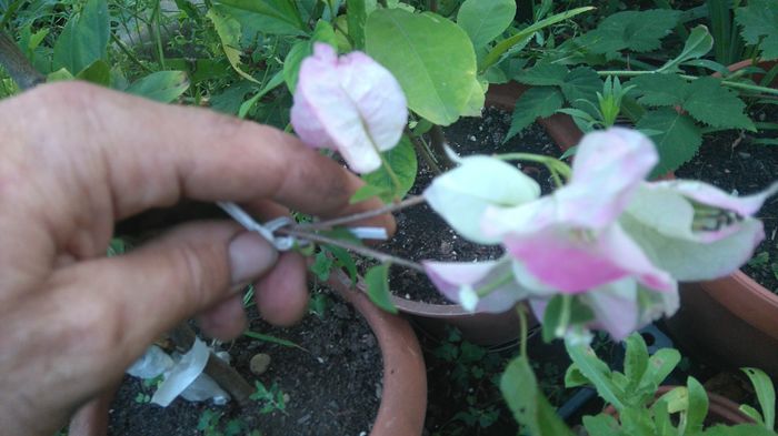 bouga Magic - Flori apartament