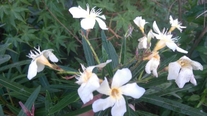 leandru galbui - Flori apartament