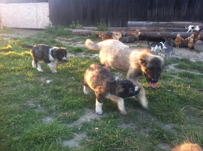 13781970_942014915916071_7617890178180885477_n