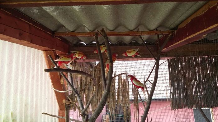 IMG-20160717-WA0002 - papagali rosella rubino