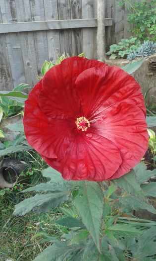 20160717_015445 - Hibiscus Craberry Crush