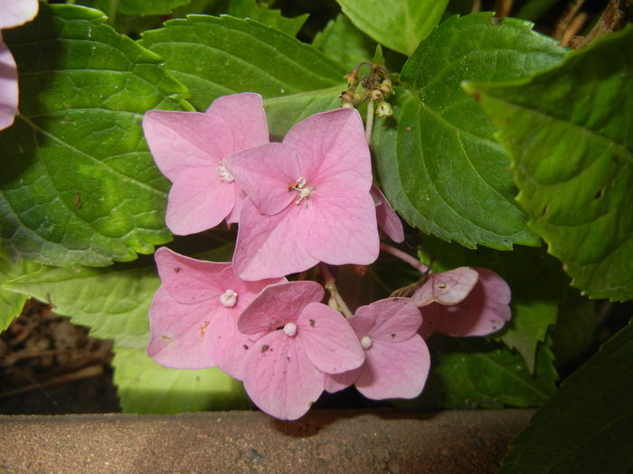 Hydrangea macrophylla (2016, July 03) - HYDRANGEA Hortensia