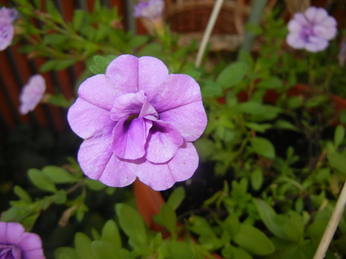 Calibrachoa Double Amethyst (16,Jul.02) - Calibrachoa Double Amethyst