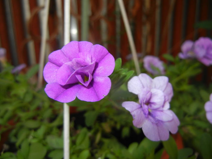 Calibrachoa Double Amethyst (16,Jul.02)