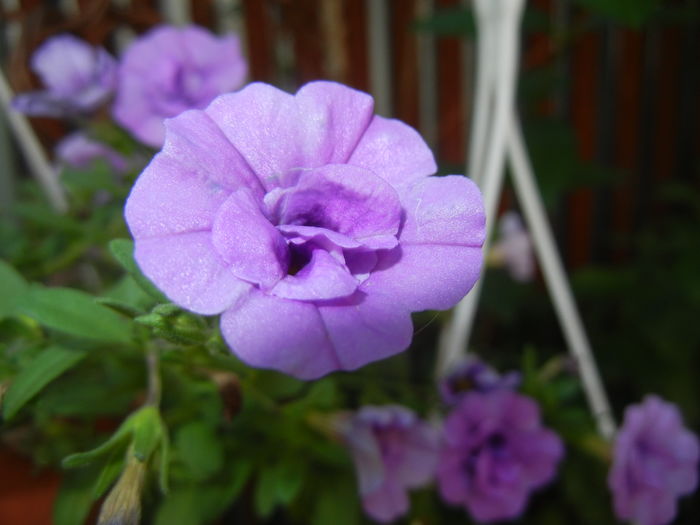 Calibrachoa Double Amethyst (16,Jul.02)