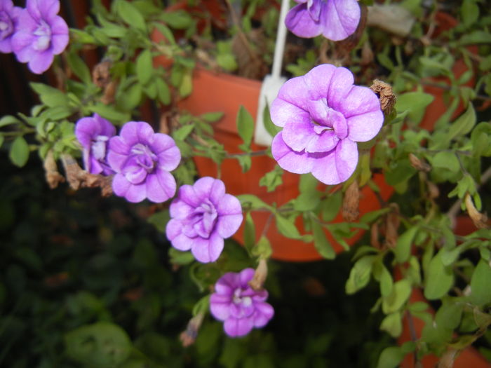 Calibrachoa Double Amethyst (16,Jul.14)