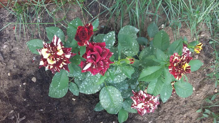 abracadabra13-2016 - Abracadabra