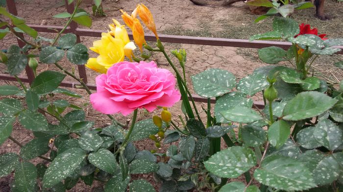 Caprice de Meilland5-2016