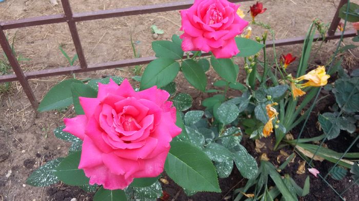 Caprice de Meilland8-2016