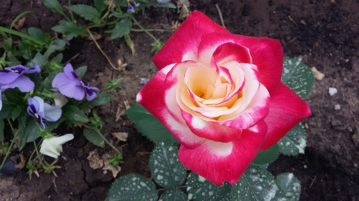 Double Delight10-2016