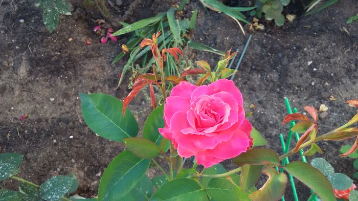 Caprice de Meilland9-2016