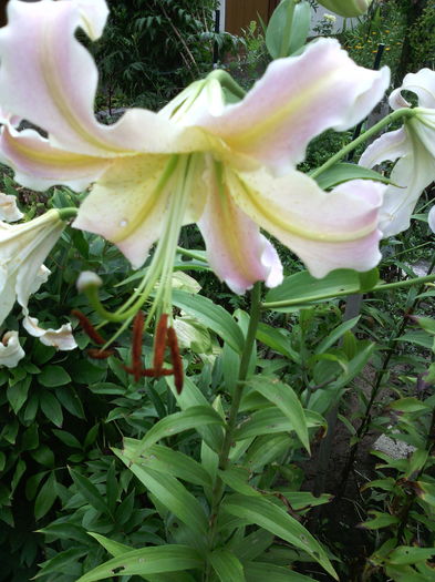 Oriental - 01-Flori din curtea mea 2016