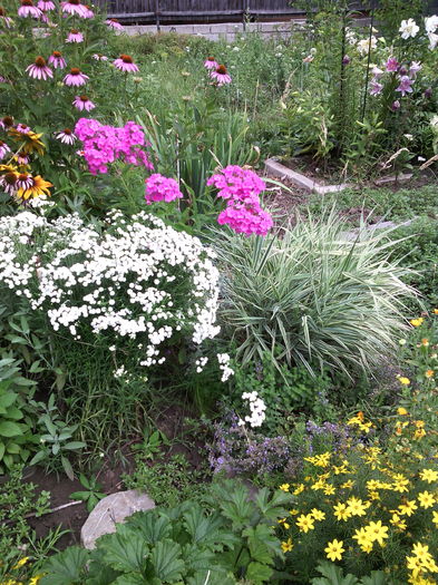 IMG_20160705_102909 - 01-Flori din curtea mea 2016