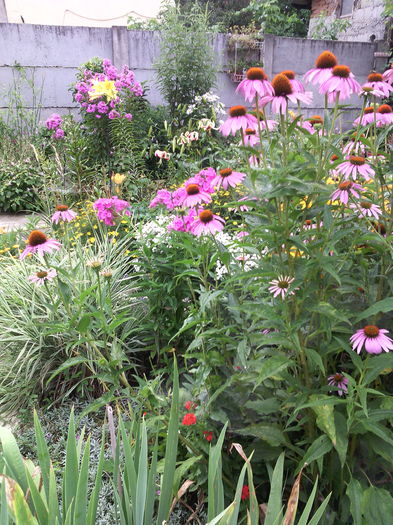 IMG_20160705_103037 - 01-Flori din curtea mea 2016