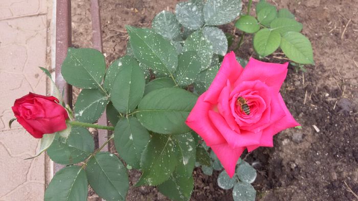 Lolita Lempicka3- 2016