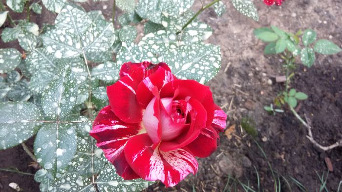 Julio iglesias 14-2016