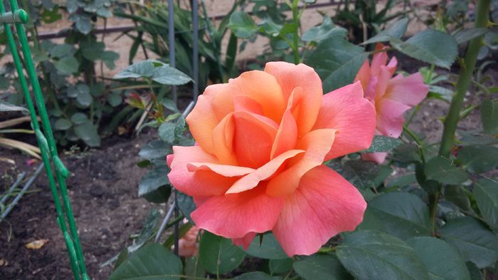 Easy does it 10-2016