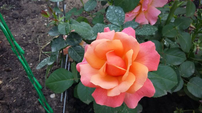 Easy does it 11-2016