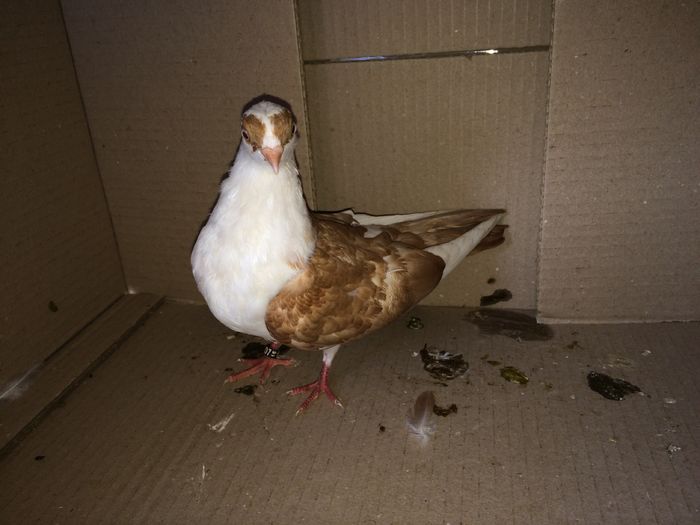 12170_2 - tineret 2016