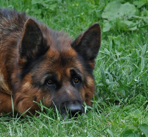 DSC_0059 - vand pui ciobanesc german cu pedigree