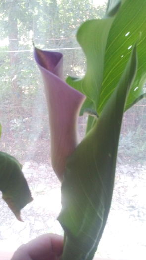 IMG_20160718_092527; Picasso
