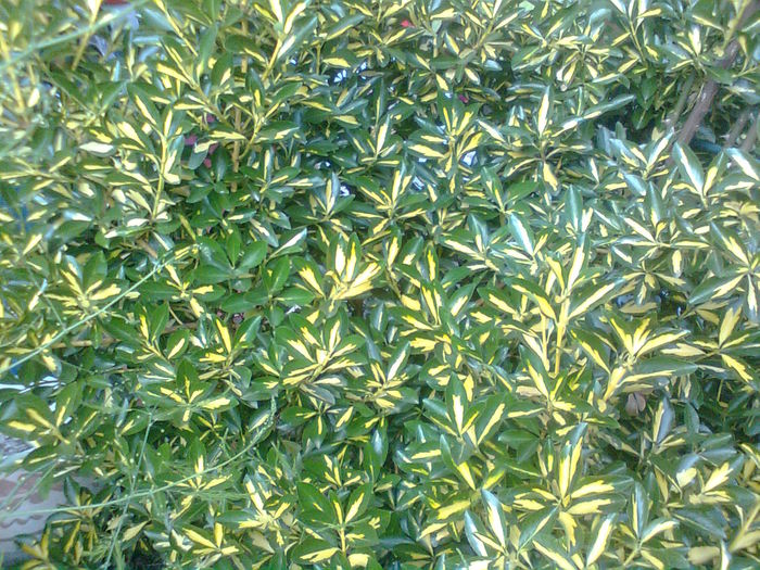 Euonymus Fortunei Sunspot - Arbusti ornamentali