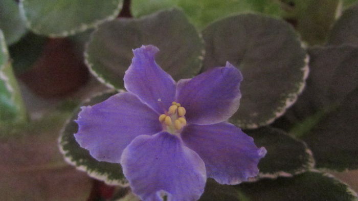 IMG_6957 - Violete