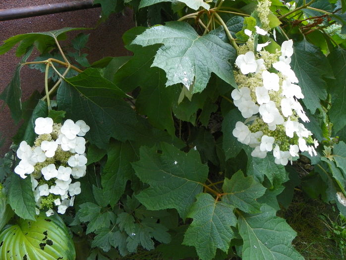 hydrangea quercifolia - Copacei si arbusti 2016