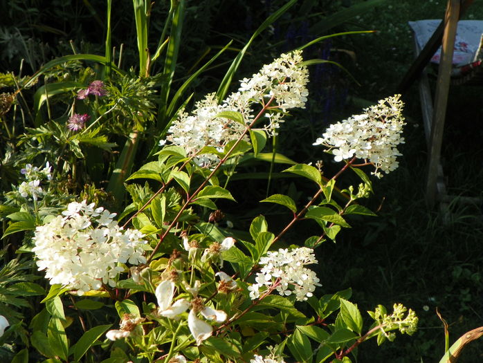 hydrangea pan. Vanille Fraise