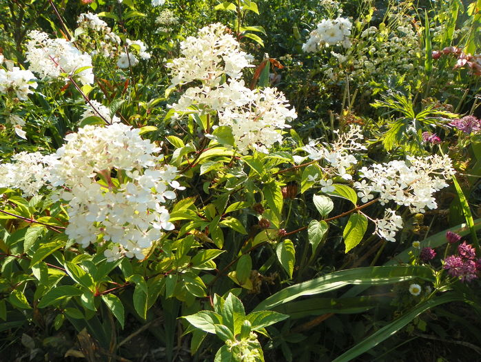 hydrangea pan. Vanille Fraise