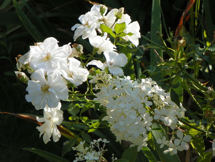 hydrangea pan. Vanille Fraise