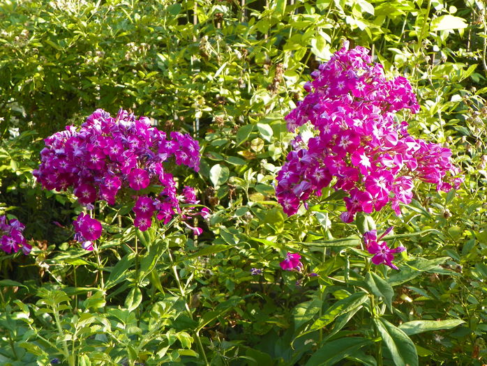 Peacock Purple Bicolor