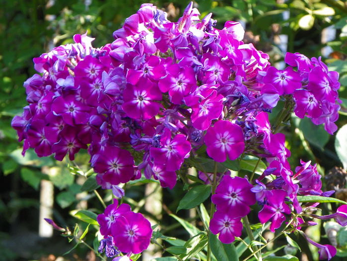 Peacock Purple Bicolor