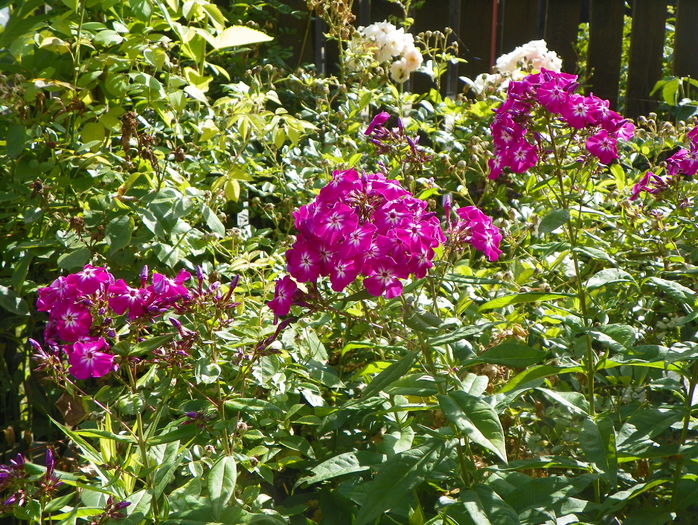 Peacock Purple Bicolor