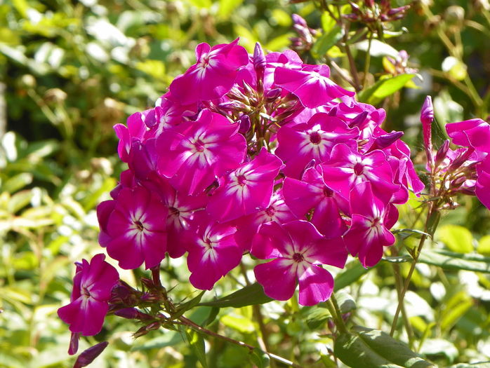 Peacock Purple Bicolor