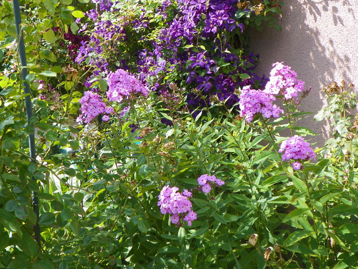 phlox de la mama