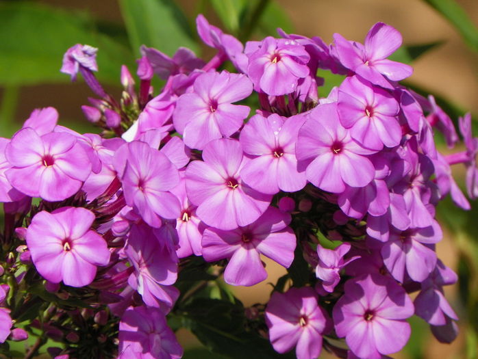 phlox de la mama