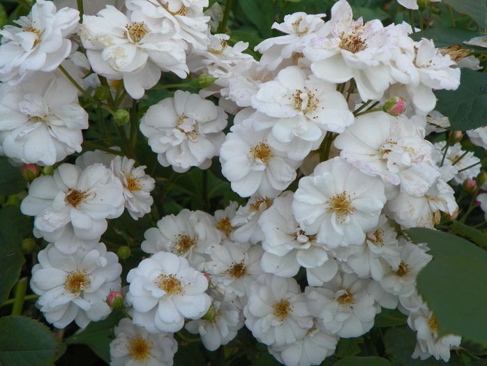 Jean Stephenne - Trandafiri 2016 - 3