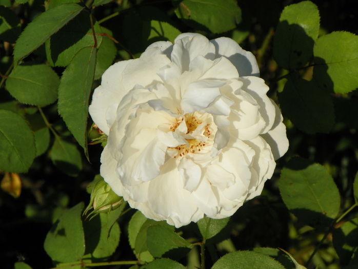 Winchester Cathedral