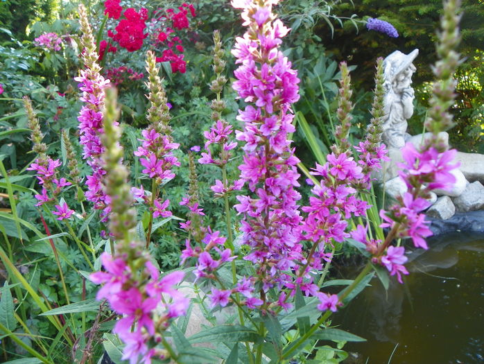 lythrum salicaria Robert