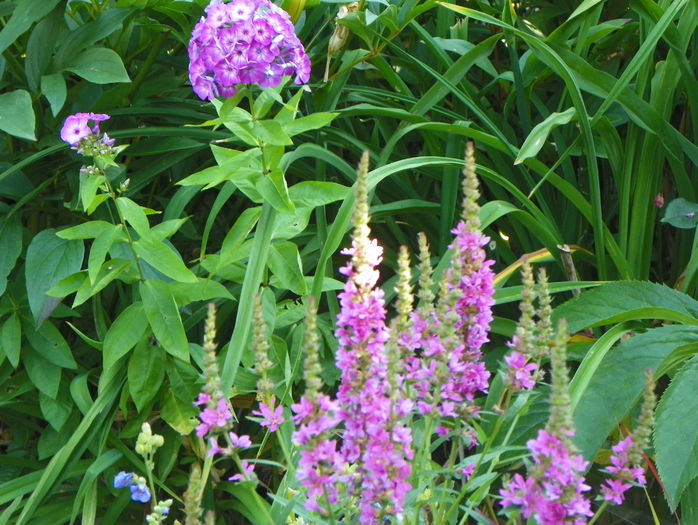 lythrum salicaria Robert - Vara 2016