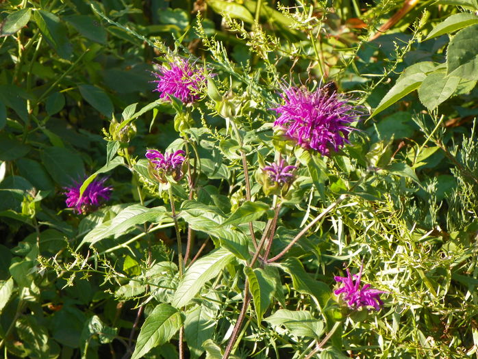 monarda Blue Stocking - Vara 2016