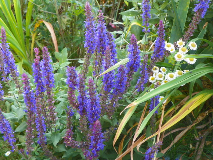 salvia nem. Sensation Blue - Vara 2016
