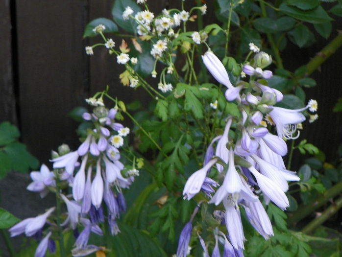 hosta August Beauty - Vara 2016