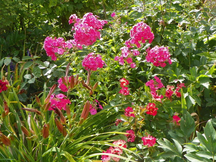 phlox si Babylon Sunshine Eyes - Vara 2016