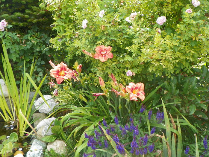 South Seas si salvia Bordeau Steel Blue