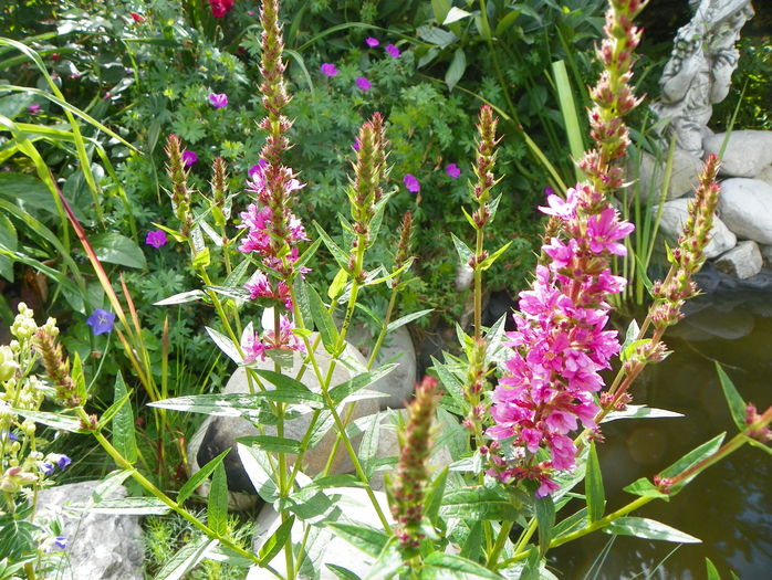 lythrum salicaria Robert