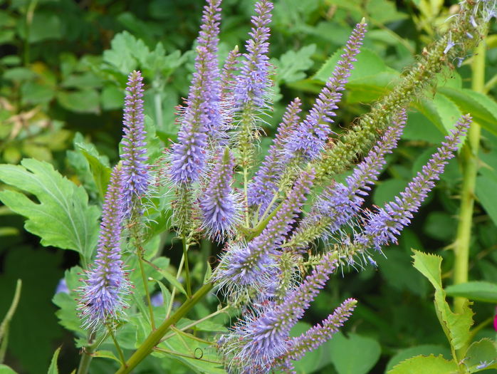 veronicastrum - Vara 2016