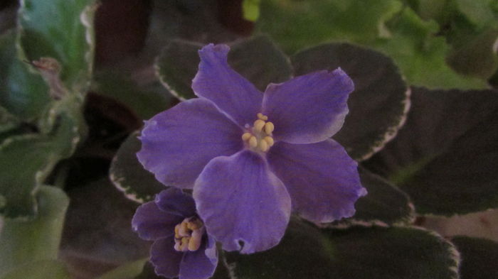 IMG_7061 - Violete