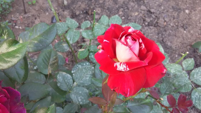 Julio iglesias 18-2016